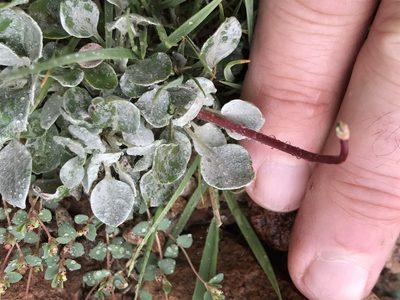 Eriogonum tenellum, photographed by Northcut