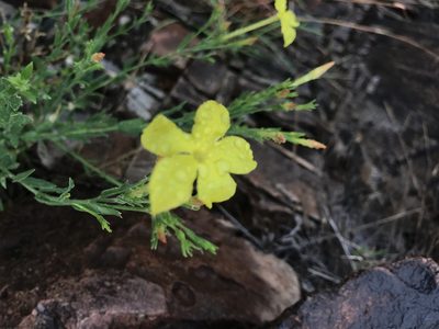 Menodora longiflora, photographed by Northcut