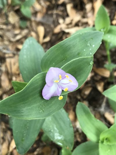 Tradescantia brevifolia, photographed by Northcut