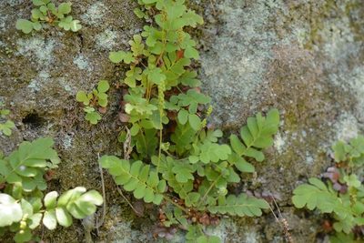 Anemia oblongifolia