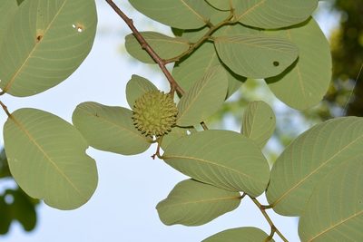 Annona holosericea, photographed by Neptalí Ramírez Marcial