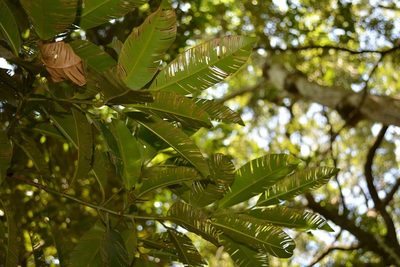 Calophyllum brasiliense, photographed by Neptalí Ramírez Marcial
