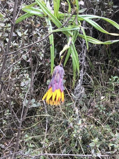 Mutisia cochabambensis, photographed by Jake Armstrong