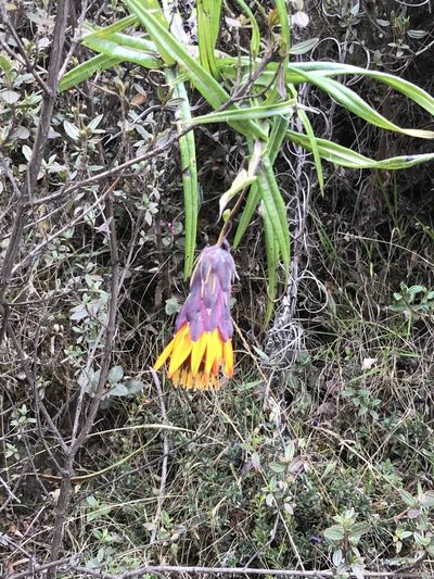 Mutisia cochabambensis, photographed by Jake Armstrong
