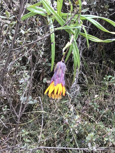 Mutisia cochabambensis, photographed by Jake Armstrong