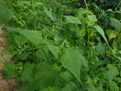 Spananthe paniculata, photographed by Neptalí Ramírez Marcial