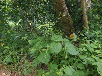 Milleria quinqueflora, photographed by Neptalí Ramírez Marcial