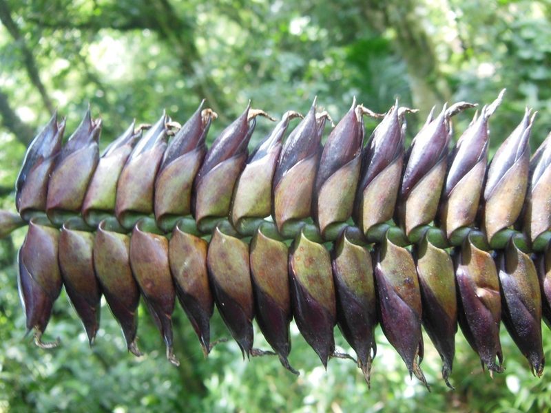 Werauhia pycnantha, photographed by Neptalí Ramírez Marcial