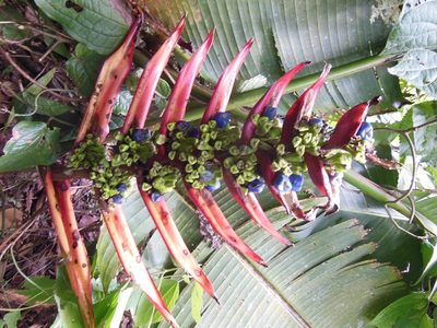 Heliconia adflexa, photographed by Neptalí Ramírez Marcial