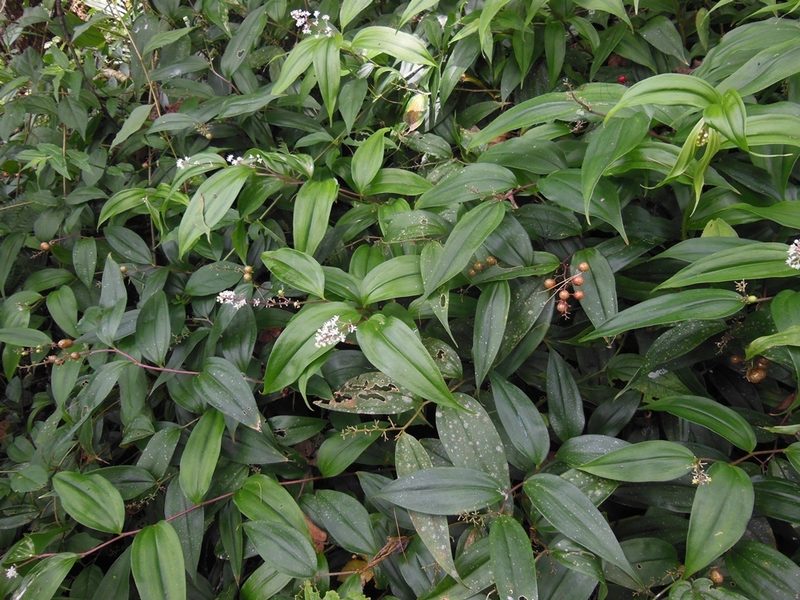 Maianthemum paniculatum, photographed by Neptalí Ramírez Marcial