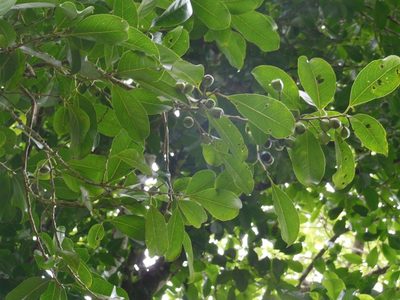 Symplocos limoncillo, photographed by Neptalí Ramírez Marcial
