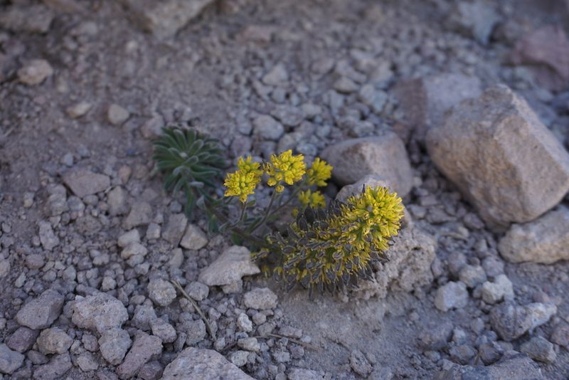 Draba aureola, photographed by Matt Berger
