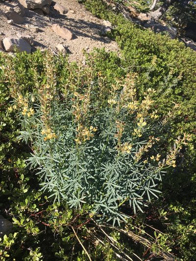 Lupinus angustiflorus, photographed by Matt Berger