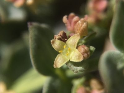 Galium grayanum, photographed by Matt Berger