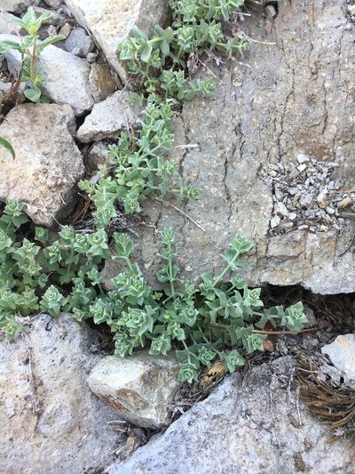 Galium grayanum, photographed by Matt Berger