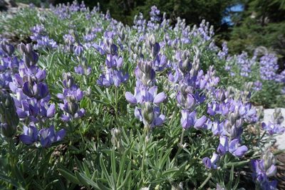 Lupinus obtusilobus, photographed by Matt Berger