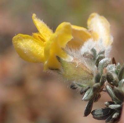 Aspalathus quinquefolia, photographed by Nicola van Berkel