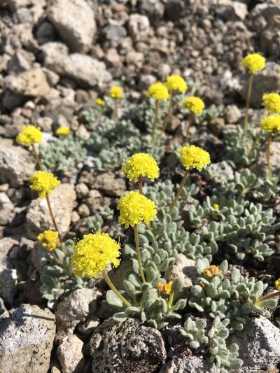Eriogonum rosense, photographed by Matt Berger