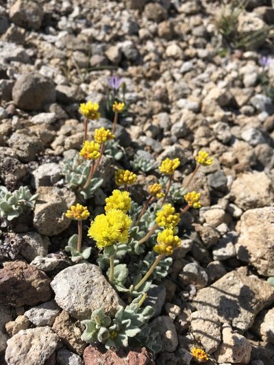 Eriogonum rosense, photographed by Matt Berger