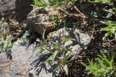 Collomia tinctoria, photographed by Matt Berger