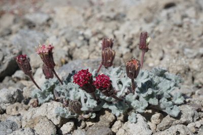 Chaenactis nevadensis, photographed by Matt Berger