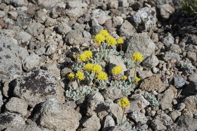 Eriogonum rosense, photographed by Matt Berger