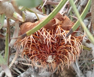 Protea humiflora, photographed by Nicola van Berkel