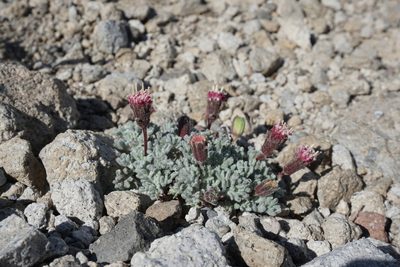 Chaenactis nevadensis, photographed by Matt Berger