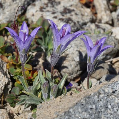 Campanula scabrella, photographed by Matt Berger
