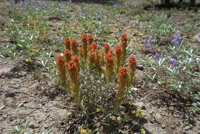 Castilleja arachnoidea, photographed by Matt Berger