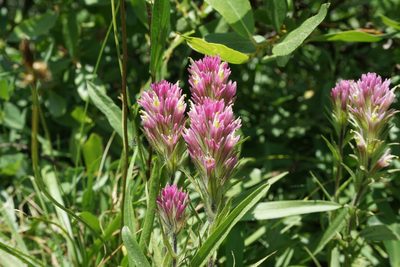 Castilleja lassenensis, photographed by Matt Berger