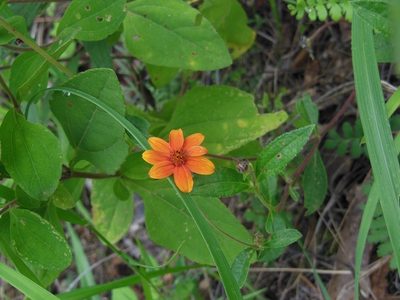 Wedelia purpurea, photographed by Neptalí Ramírez Marcial