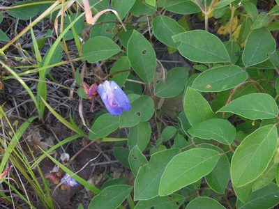 Canavalia hirsutissima, photographed by Neptalí Ramírez Marcial