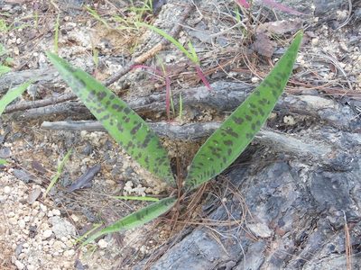 Agave pubescens, photographed by Neptalí Ramírez Marcial