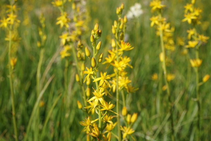 Narthecium californicum, photographed by Matt Berger