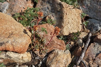 Sedum kiersteadiae, photographed by Matt Berger