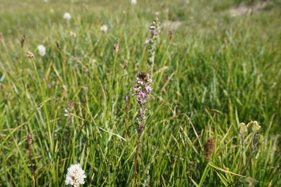 Pedicularis attollens, photographed by Matt Berger