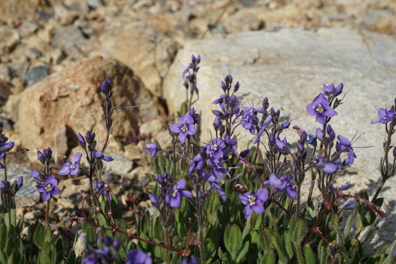 Veronica copelandii, photographed by Matt Berger
