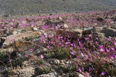 Lewisia leeana, photographed by Matt Berger