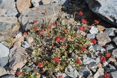 Eriogonum marifolium, photographed by Matt Berger