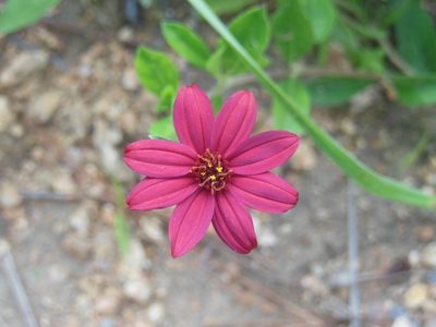 Wedelia purpurea, photographed by Neptalí Ramírez Marcial