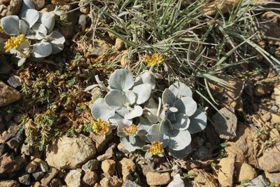Eriogonum alpinum, photographed by Matt Berger
