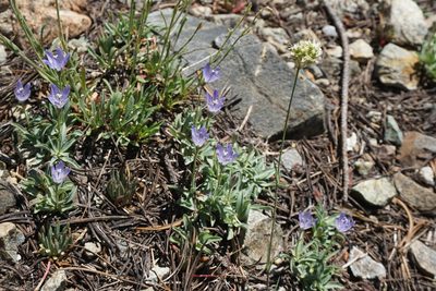 Campanula scabrella, photographed by Matt Berger