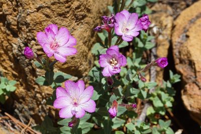 Epilobium siskiyouense, photographed by Matt Berger