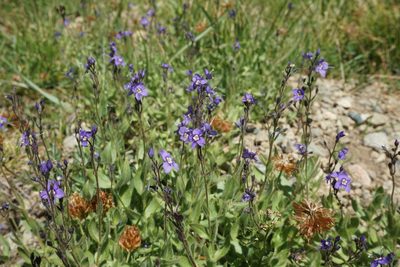 Veronica copelandii, photographed by Matt Berger