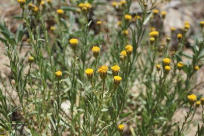 Erigeron petrophilus, photographed by Matt Berger