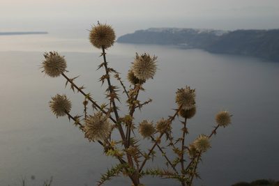 Echinops spinosissimus, photographed by Mikko Heikkinen