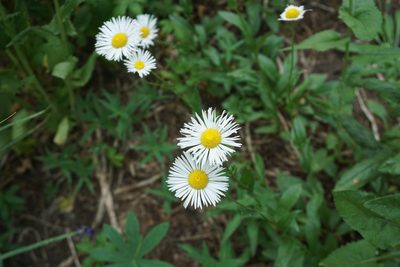 Erigeron coulteri, photographed by Matt Berger