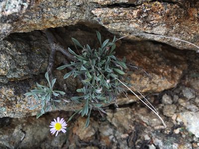 Erigeron tener, photographed by Matt Berger