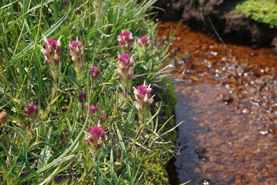 Castilleja lassenensis, photographed by Matt Berger